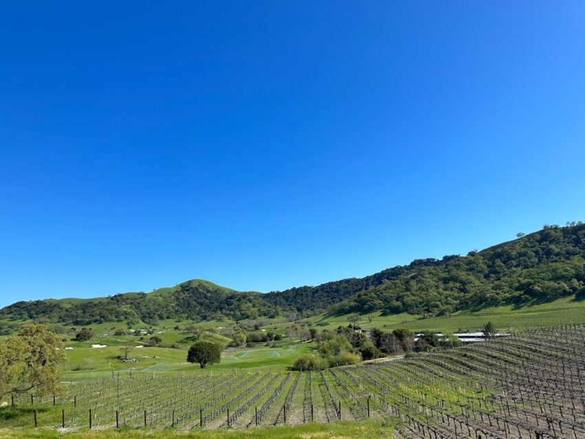 Photo Vineyard landscape